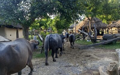 Obligated Resilience And Optimistic Illusion Of Climate Adaptation