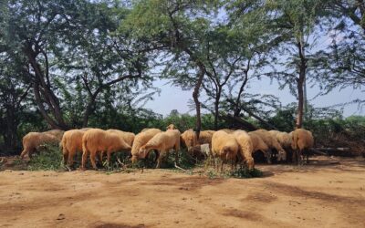 The Struggles Of Sheep Shearing In Gujarat