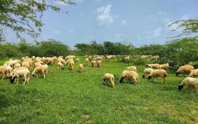 Sheep Penning In Agriculture