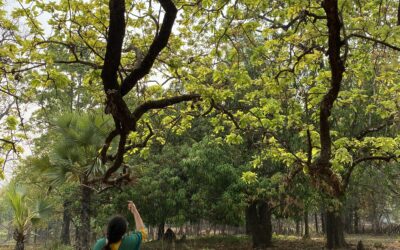 Aam Pandum: The Mango Harvest Festival