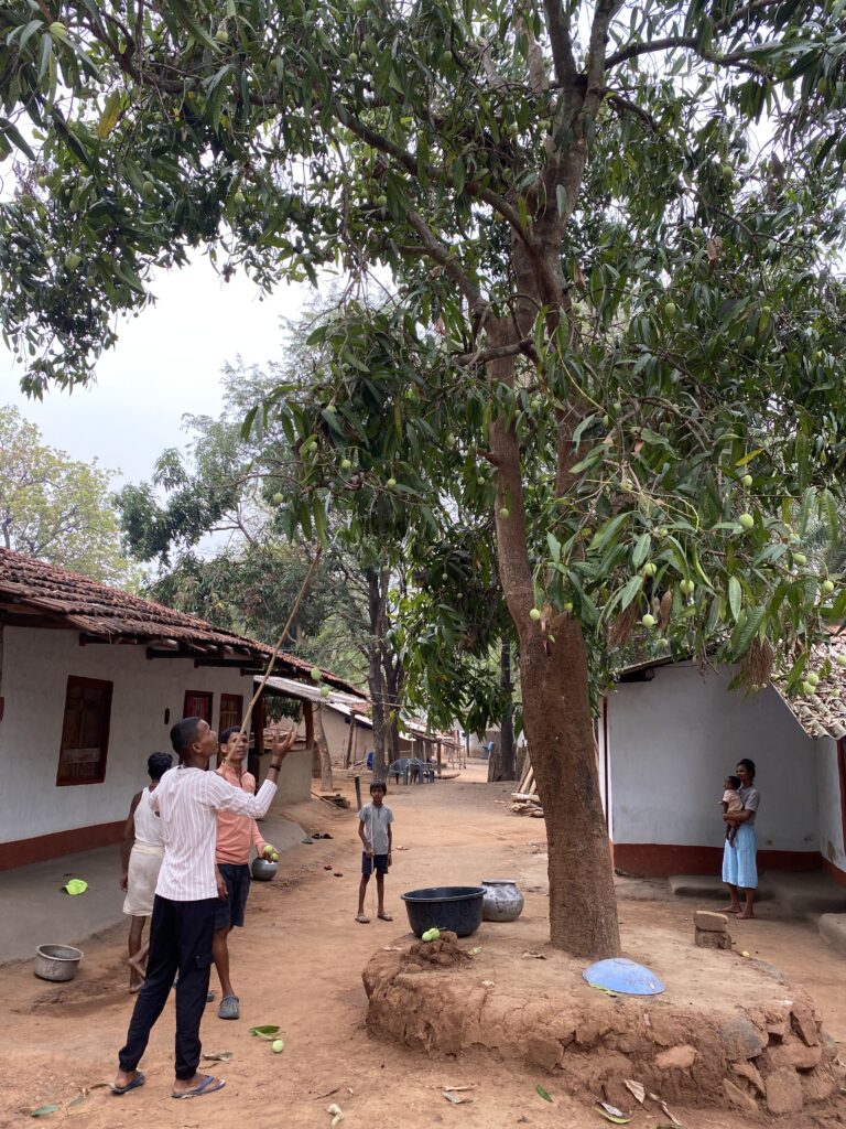 Up: After the ceremony concludes, villagers excitedly pick the ripe mangoes from the tree, a moment they've been eagerly waiting for.
Down: An elderly woman looks overjoyed as she savors the first mangoes of the season, her smile capturing the essence of celebration.
