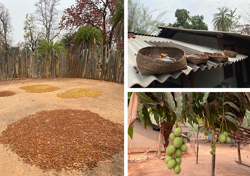 Left: Dried Mahua flowers and tamarind pods are laid out on the roof for drying, while a nearby mango tree is heavy with raw mangoes, signaling harvest season.
Right Up: A basket on the tin shade roof.
Right Down: Mangoes hanging from a branch.