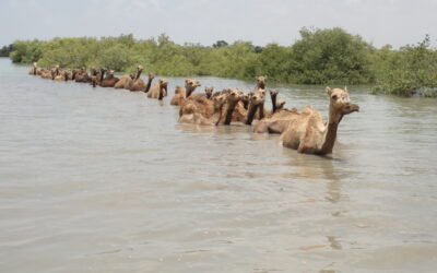 Reviving Camel Pastoralism