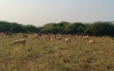 From Anjar To Lakhpat: Pastoralists’ Journey Of Hope