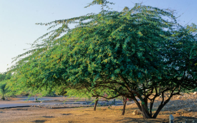The Double-Edged Sword: Prosopis Juliflora And Banni Grasslands