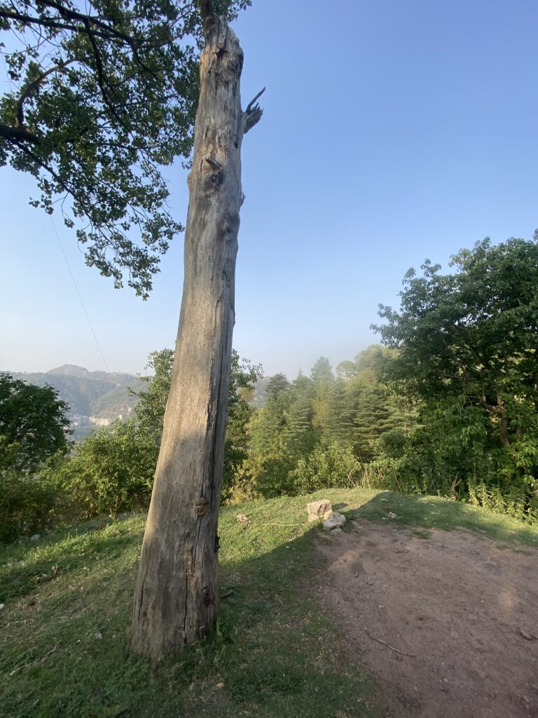 A long tree trunk on the left of the road. The road seems to turn right at the end and disappear. The blue sky covers the frame with a shrub on the right. Far off mountains are also visible to the left of the frame.