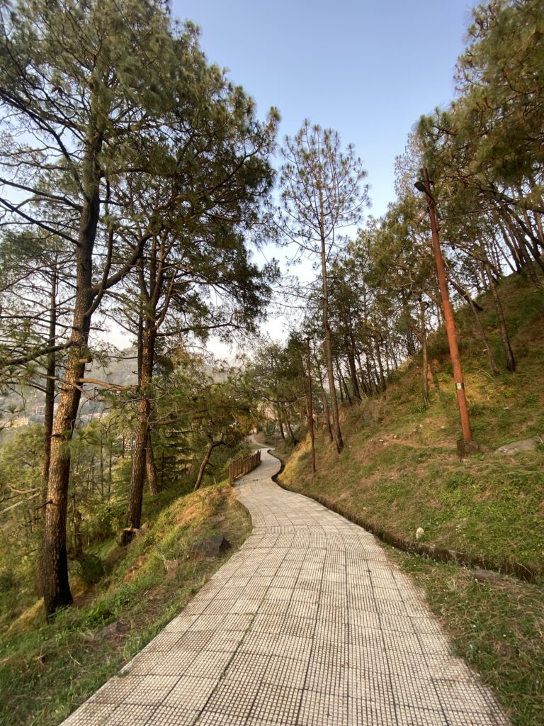 a winding path with trees and grass on both sides