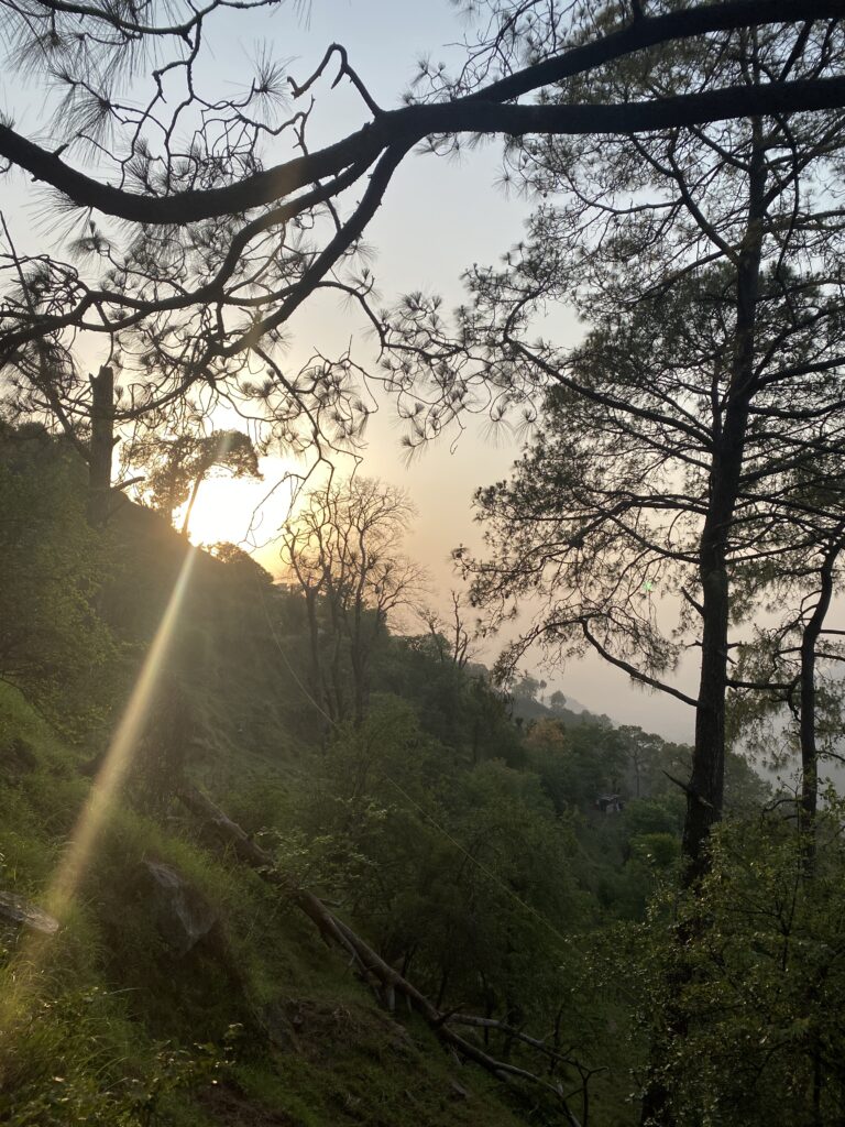 Sun shines behind a green hill and a tree covers the rest of the frame.