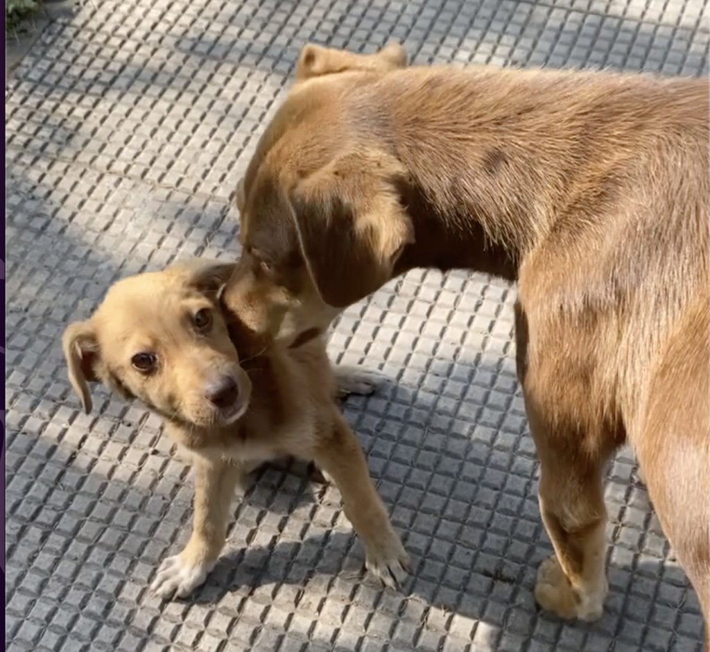 a dog kissing a puppy.